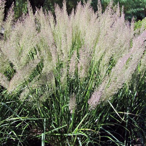 Stipa Brachytricha Calamagrostis Brachytricha Eulenhof