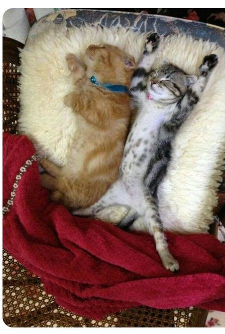 Best Horny Toad Horned Lizard Images On Pinterest Horned Lizard Lizards And Snakes