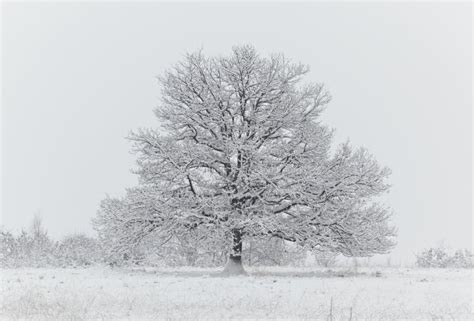 Naked Tree In A Snowfield Stock Image Image Of Rural