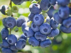 How To Plant Grow And Care For Duke Blueberries