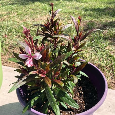 Gaura Lindheimeri Pink Dwarf Gaura Lindheimers Beeblossom Pink