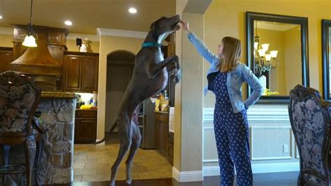 Dog record: Meet Zeus - the world's tallest dog - who may be on track ...