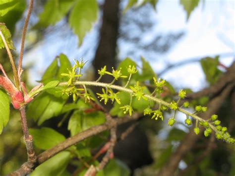 Acer Cissifolium Ivy Leafed Maple Ivyleaf Maple Ivy Leaved Maple