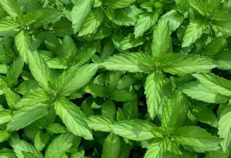 Мята Барбарис (0,1л) - Завод ФЛОРА