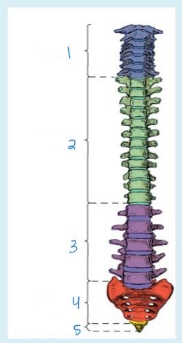 Spine Flashcards Quizlet