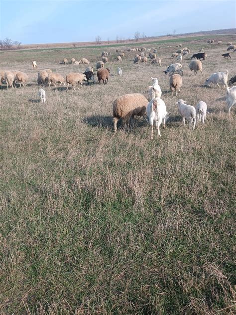 Продам 10 козы