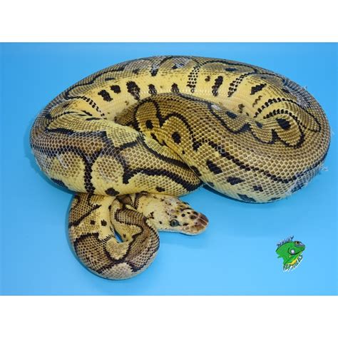 Albino Black Pastel Ball Python - hatchling - Strictly Reptiles Inc.