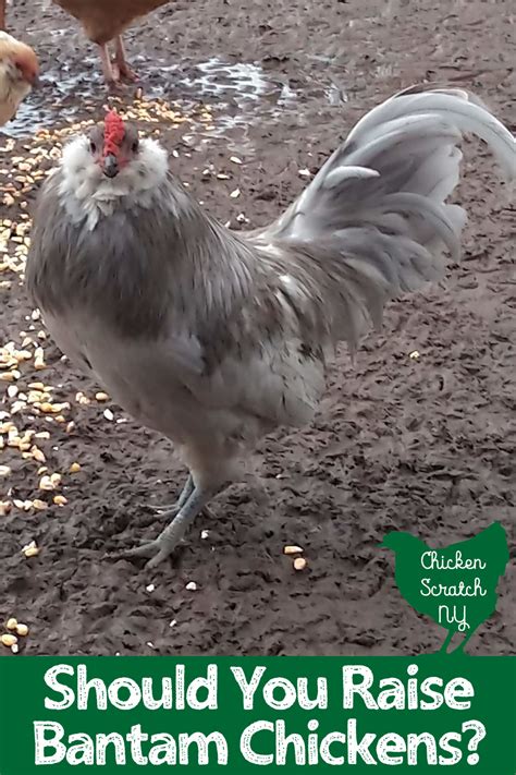 Everything You Need to Know about Bantam Chickens & Chicks