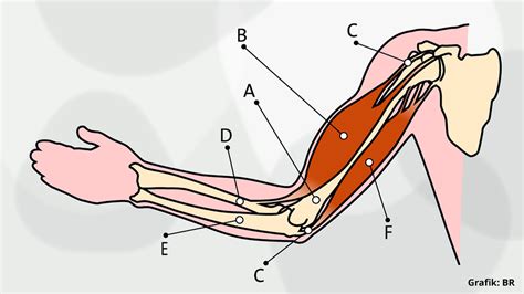 Haltung Und Bewegung 1 Übungen Muskeln Und Sehnen Biologie Alpha