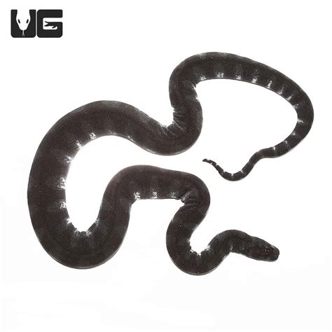 Banded File Elephant Trunk Snakes (Acrochordus javanicus) For Sale - Underground Reptiles