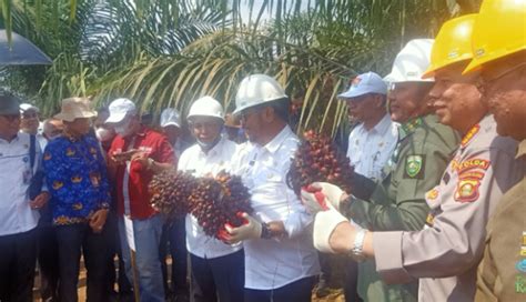 Berita Sawit Panen Perdana Hasil Psr Di Oki Ini Harapan Mentan Syl