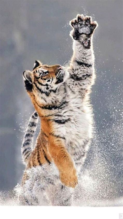Pin on tiger