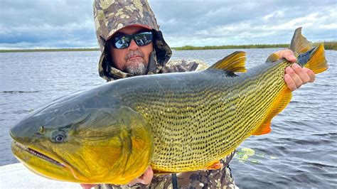 Ibera The Marsh Of Gold Fly Fishing For Golden Dorado In Argentina