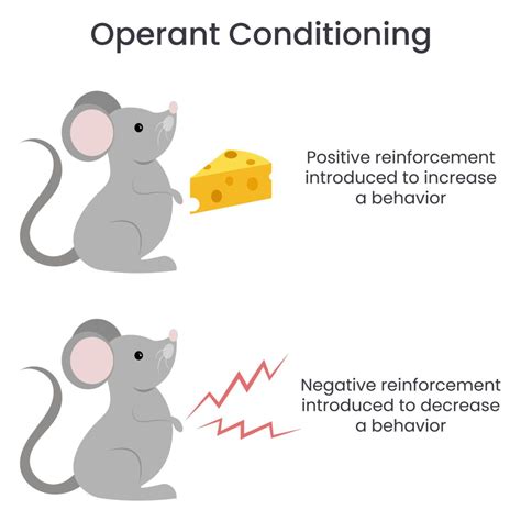 operant conditioning  psychology bf skinner theory