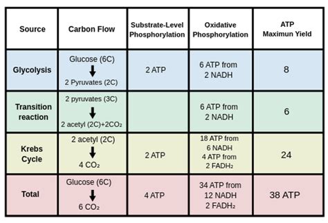 Maximum ATP Yield During Aerobic Respiration Labster