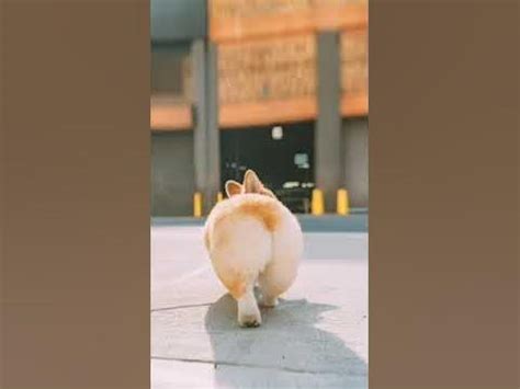 Попка корги :3 - YouTube