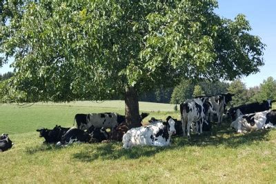 Ökologische Landwirtschaft beginnt in Brüssel - EU verhindert Agrarwende