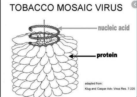 Tobacco Mosaic Virus Diagram