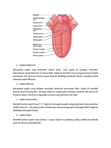 Papila Lidah | PDF