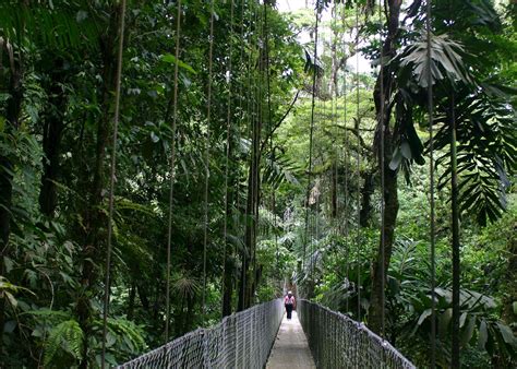 Arenal Hanging Bridges Natural History Tour | Audley Travel UK