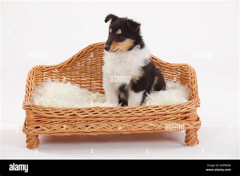 Rough Collie, puppy, 8 weeks, tricolour|Collie, Welpe, 8 Wochen ...