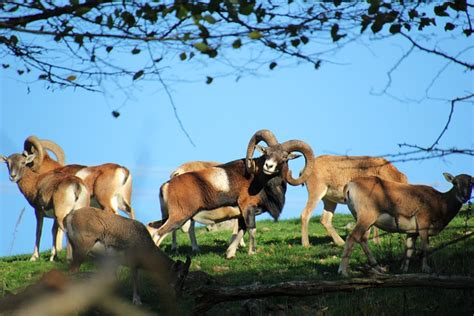 Mouflon Aries Wildlife Free Photo On Pixabay