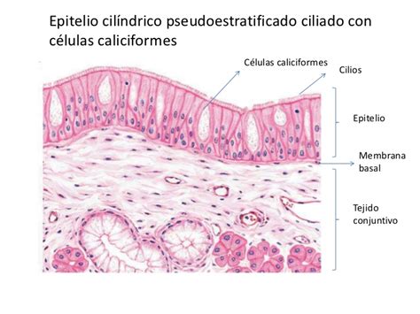 Clasificaci N De Los Epitelios