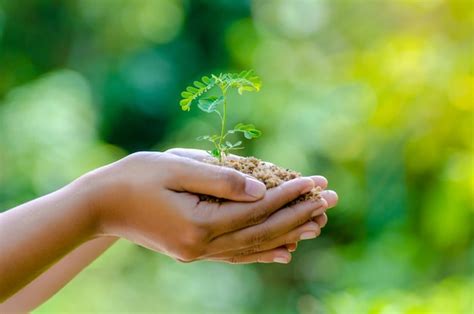 Premium Photo Cropped Hands Of Woman Holding Plants