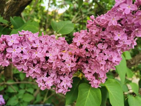 Махровая сирень сортовая: сорта фото с описанием и названиями, белая ...