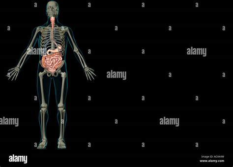 Transparent Digestive System Hi Res Stock Photography And Images Alamy