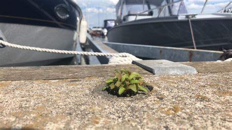 This plant growing on concrete, on a dock : r/mildlyinteresting