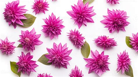 Bee Balm flower pattern background. Bee Balm flower background texture