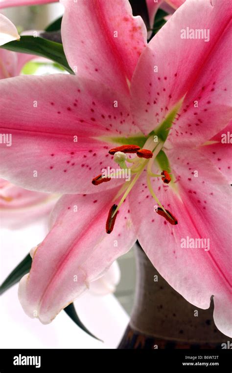 Pink Stargazer Lily Hi Res Stock Photography And Images Alamy