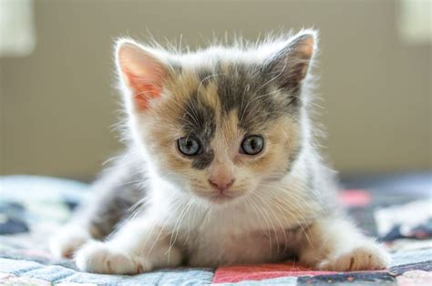 Dilute Calico Cat: Everything You’ve Ever Wanted To Know