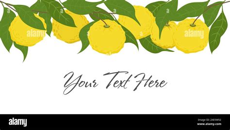 Hand Drawn Yuzu Fruit Header Set Of Yuzu Fruits With Name Isolated On