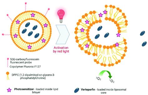 Schematic Representation Of A Theranostic System To Load Verteporfin