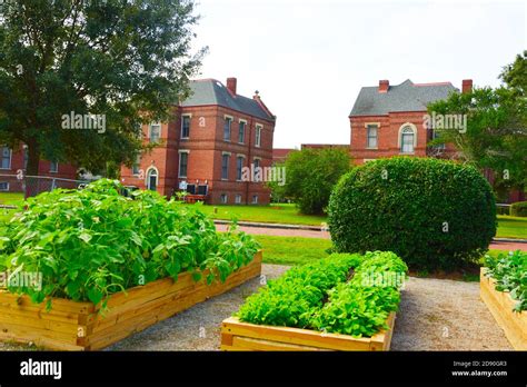 Urban Gardens Thriving With Vegetables Flowers Peppers Mint