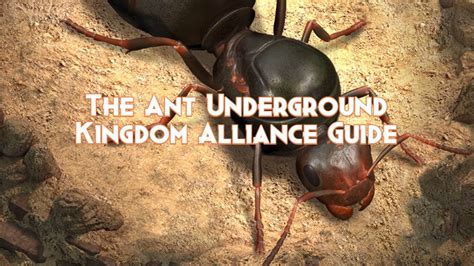 Ant Kingdom Atelier Yuwa Ciao Jp