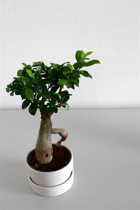 Cada Cu Nto Y C Mo Regar Mi Ficus En Maceta