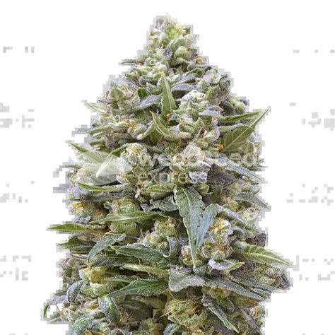 Alaskan Thunder Fuck Feminised Cannabis Seeds WSE Australia