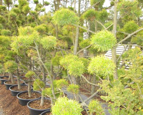 Сосна обыкновенная бонсай Pinus sylvestris f. Bonsai | Питомник Тайга