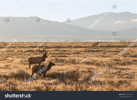 Bull Cow Elk Rut Stock Photo 635776970 Shutterstock