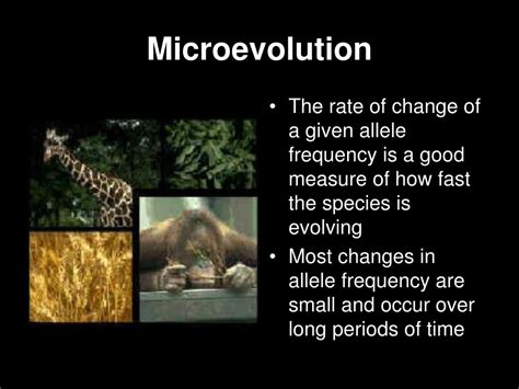 Ppt Microevolution Powerpoint Presentation Free Download Id2105022