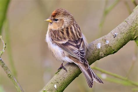 Lesser Redpoll By Neil Rendall Birdguides