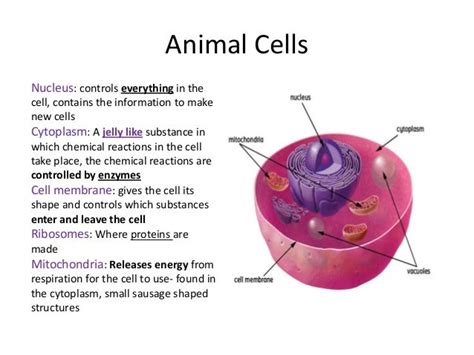 Animal Cell Gcse Aqa Animal Cell Gcse Biology Animal Cell