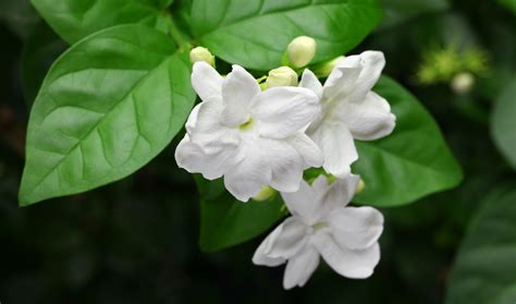 Le jasmin
