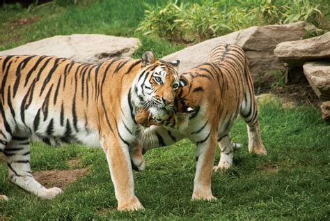 Discover America's First Zoo – Philadelphia Zoo