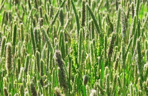 Тимофеевка луговая - фото и описание, когда цветет и как выглядит