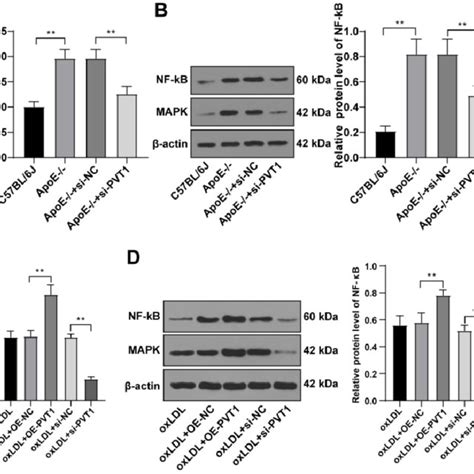 Silencing Pvt1 Downregulates The Mapknf κb Signaling Pathway In