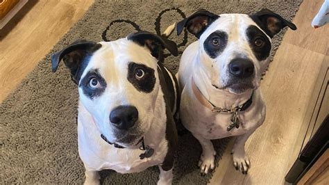 Lo Hizo De Nuevo Daniela Cardone Public M S Fotos Hot En Hilo Dental Infobae